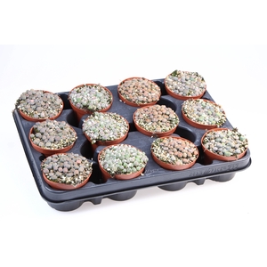 Lithops mix