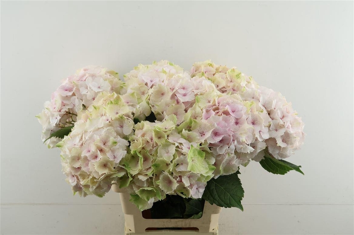 <h4>Hydr M Emerald Pink 65-20</h4>