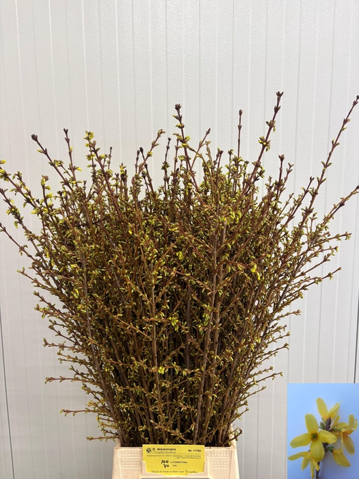 <h4>FORSY I SPECTABILIS</h4>