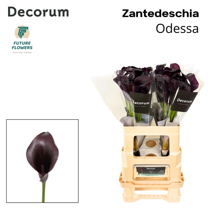 <h4>ZANT ODESSA</h4>