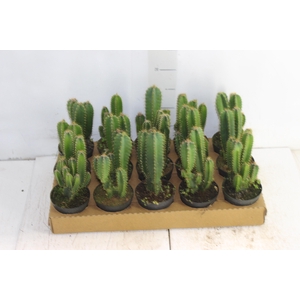 CACTUS ACANTHOCEREUS TETRAGONUS P09