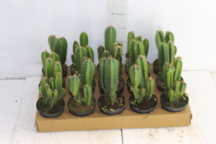 <h4>CACTUS ACANTHOCEREUS TETRAGONUS P09</h4>