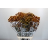 Anigozanthos Gold Fever