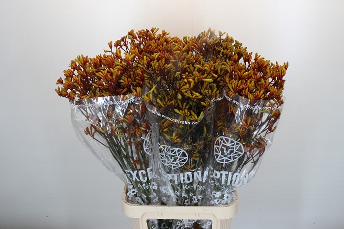 <h4>Anigozanthos Gold Fever</h4>