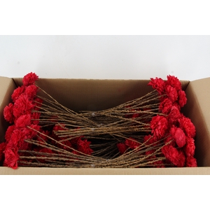 Stick Shola Dahlia Ø8 Red