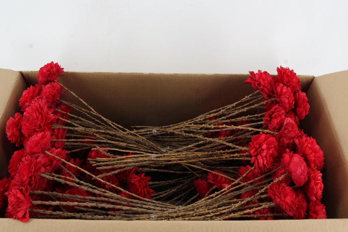 <h4>Stick Shola Dahlia Ø8 Red</h4>