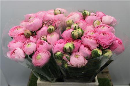 <h4>Ran El Pink</h4>