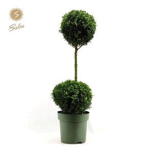 Buxus semp. Duo-Ball on Stem