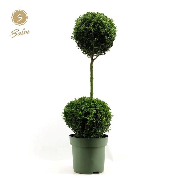 <h4>Buxus semp. Duo-Ball on Stem</h4>
