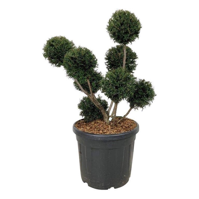 <h4>Taxus b. 'Höpken's Gigant'</h4>