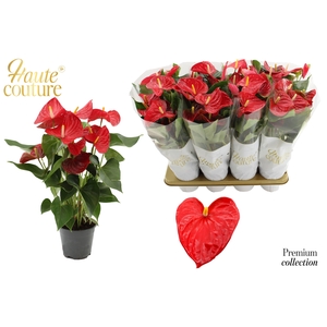 Anthurium 14 cm Casparo in Haute Couture sleeve