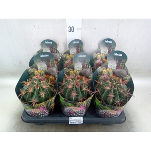 Ferocactus latispinus
