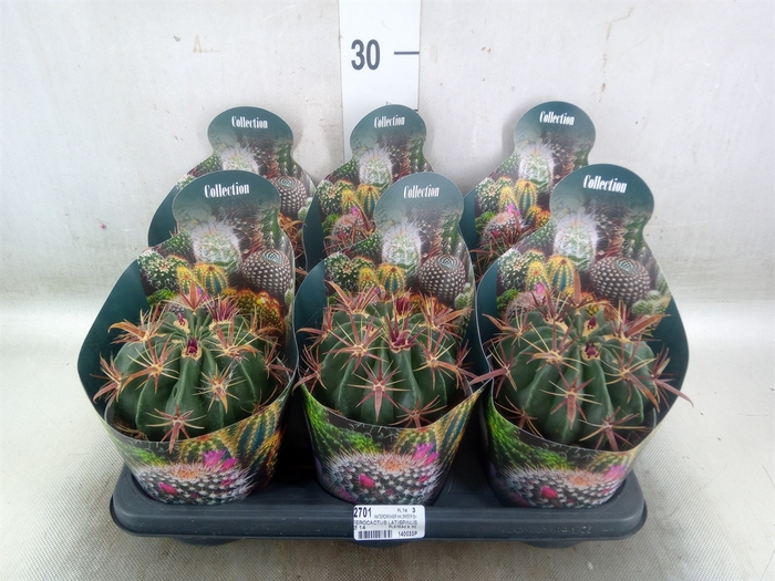 <h4>Ferocactus latispinus</h4>