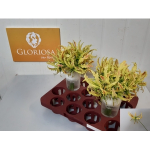 GLORIOSA SP STRIPE