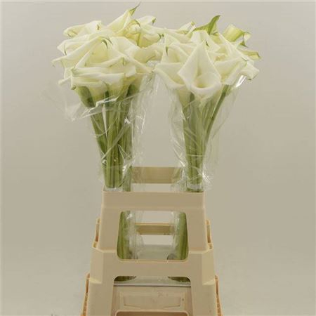 <h4>Zant White Art</h4>