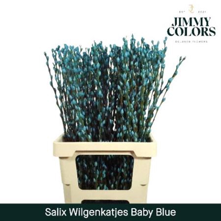 <h4>Salix Wilgenkatjes Light Blue 70cm P Stem</h4>