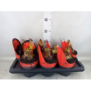 Hippeastrum DG 'Double King'