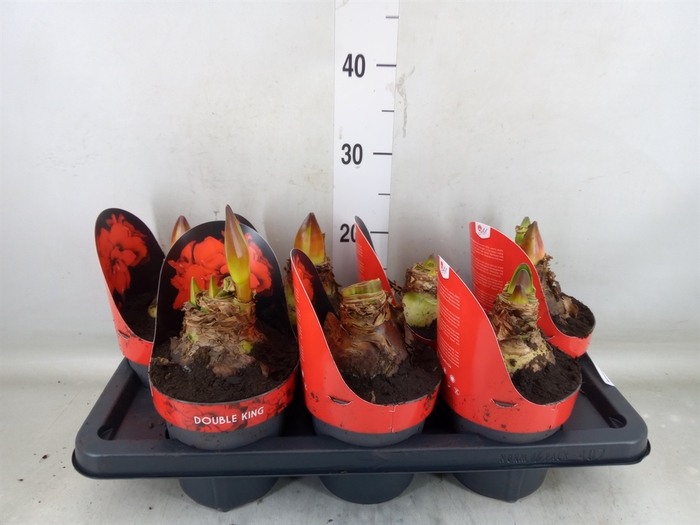 <h4>Hippeastrum DG 'Double King'</h4>