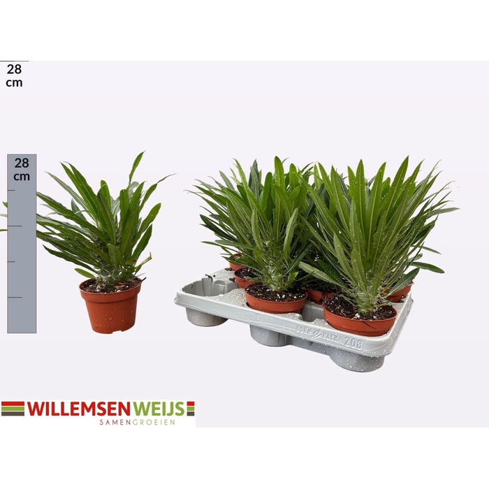 <h4>Pachypodium Lamerei (Cites) 11Ø 25cm</h4>