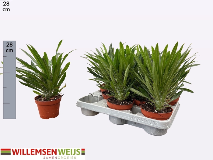 Pachypodium Lamerei (Cites) 11Ø 25cm