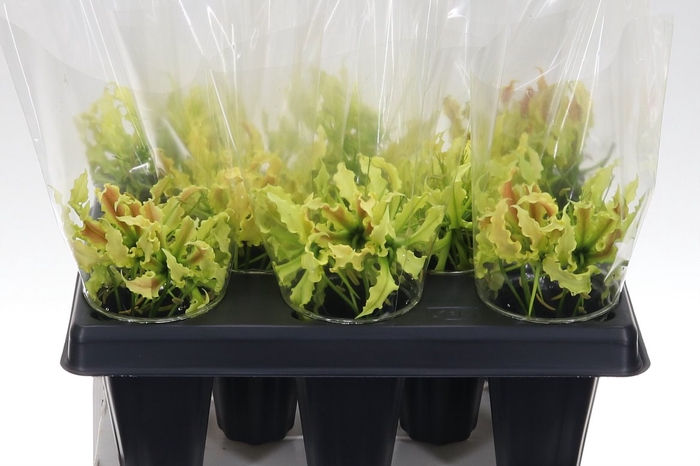 <h4>Gloriosa Twin Colour 20</h4>