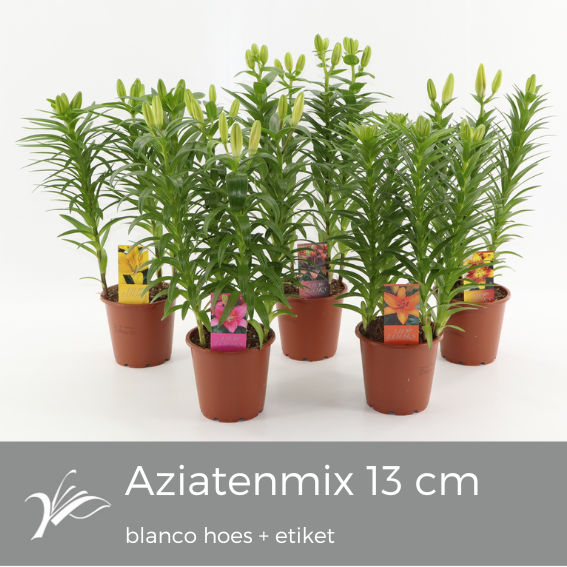 <h4>Lilium Tiny mix blanco hoes+etiket (az. lelie)</h4>