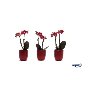 Hugo Wine Red Tiny Dolls Rood 2T10+ Aqu@