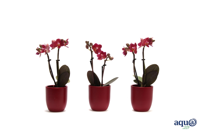 <h4>Hugo Wine Red Tiny Dolls Rood 2T10+ Aqu@</h4>