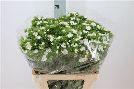 <h4>Di Barb S Will White</h4>