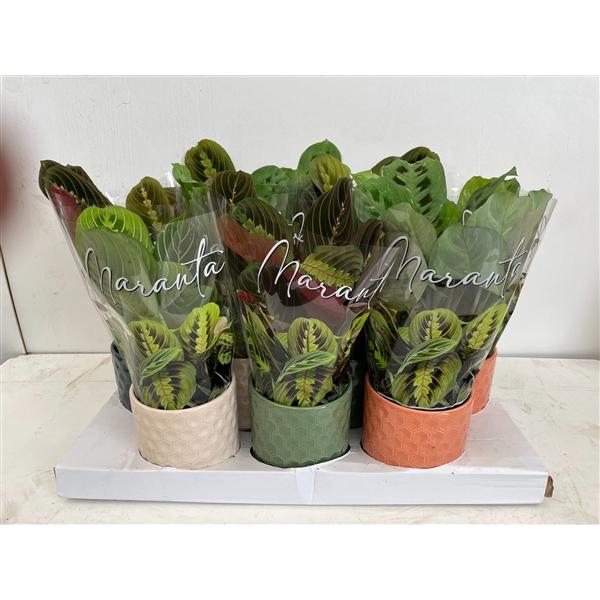 <h4>Maranta mix in Keramiek</h4>