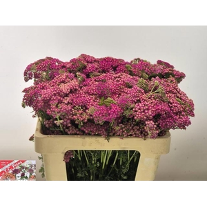 ACHIL M MCL PURPLE