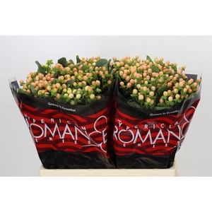 Hypericum Mellow Romance