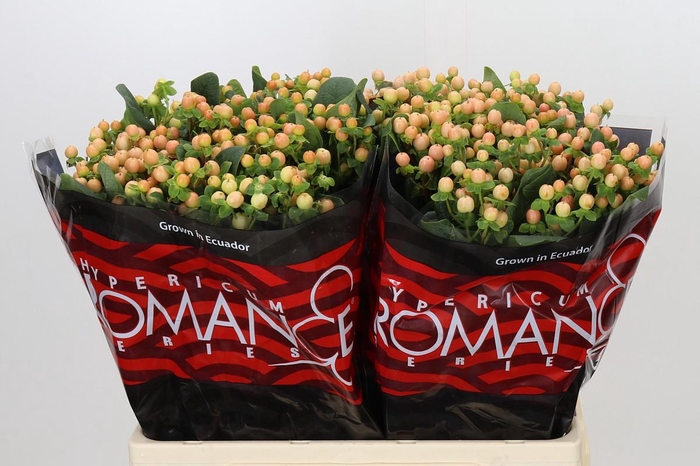 <h4>Hypericum Mellow Romance</h4>