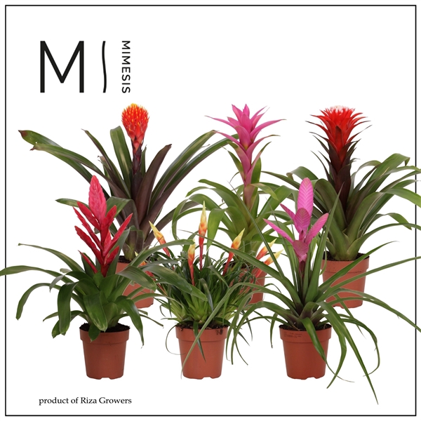 <h4>Mimesis Bromelia Royal Happy -12 cm</h4>