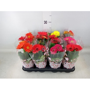 Gerbera  'Colourgame'   ...mix