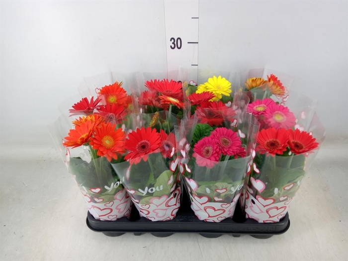 <h4>Gerbera  'Colourgame'   ...mix</h4>