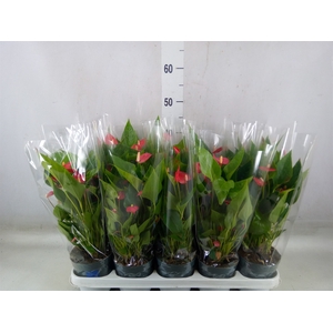 Anthurium andr. 'Mill Flowers Red'