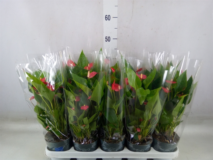 <h4>Anthurium andr. 'Mill Flowers Red'</h4>