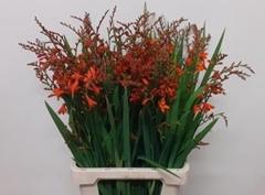 <h4>CROCOS RED KING</h4>