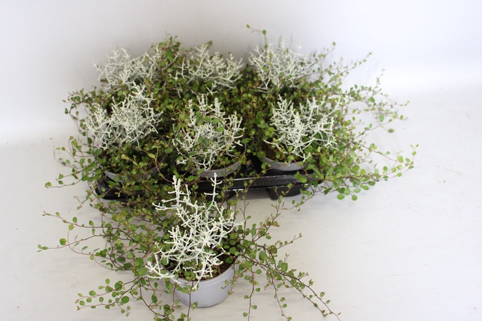 <h4>Happy Colours Calocephalus muehlenbeckia</h4>