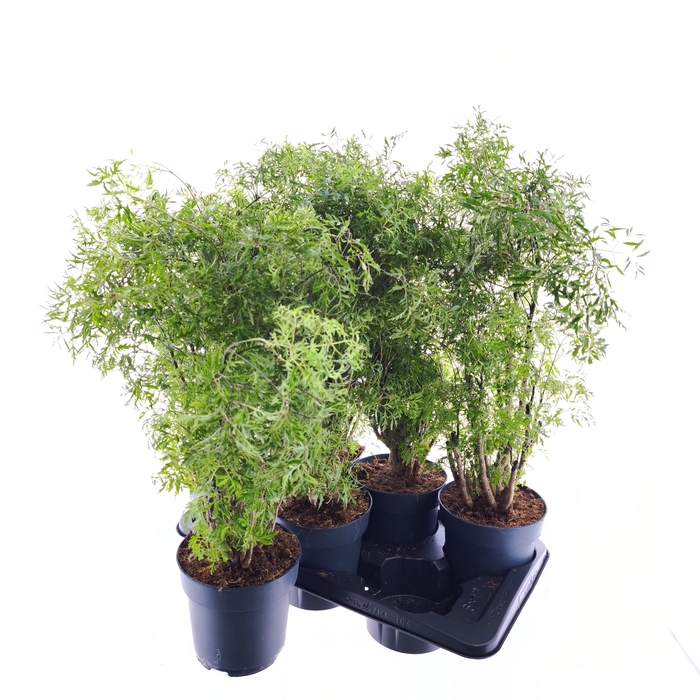 <h4>POLY FRUTICOSA</h4>