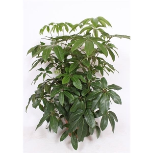 Schefflera actinophylla 'Amate'