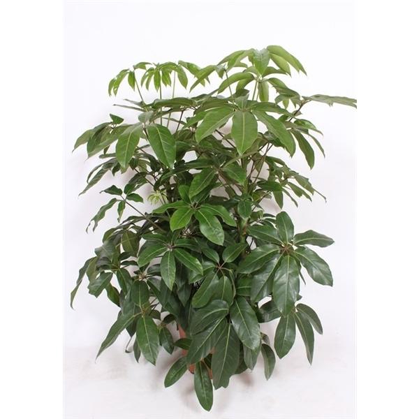 <h4>Schefflera actinophylla 'Amate'</h4>