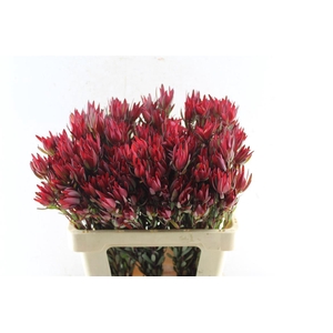 Leucad Sal Blush Ex