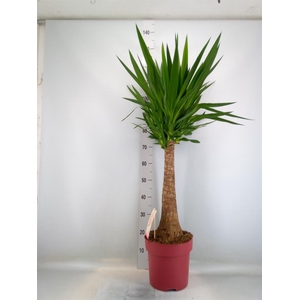 Yucca elephantipes   ...