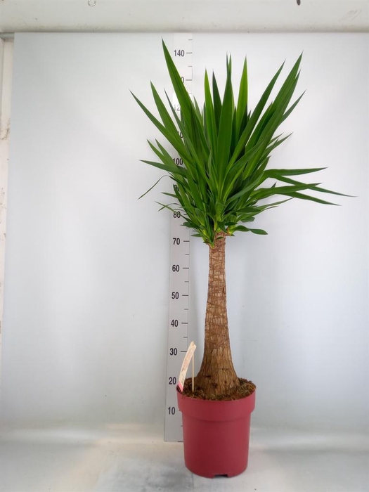 <h4>Yucca elephantipes   ...</h4>