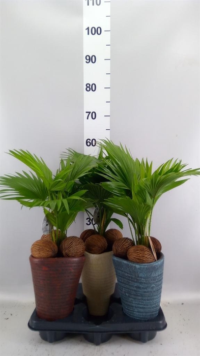 <h4>Livistona rotundifolia</h4>