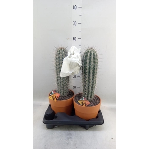 Pachycereus pringlei