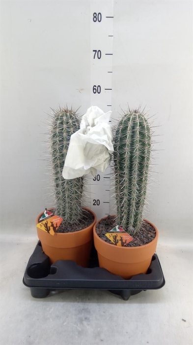 <h4>Pachycereus pringlei</h4>