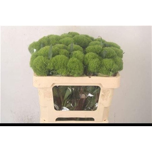 Di Barb Green Wicky Ex X10